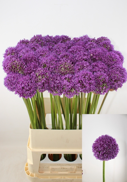 <h4>ALLIUM AMBASSADOR</h4>