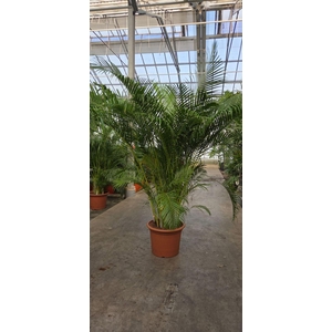 Chrysalidocarpus