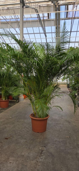 <h4>Chrysalidocarpus</h4>