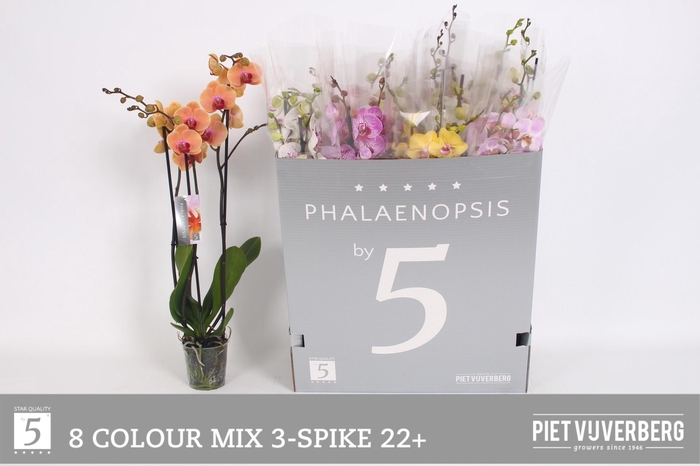 <h4>PHAL GEM 8 KL</h4>