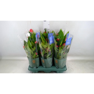 Anthurium andr. 'Mill Flowers Red'