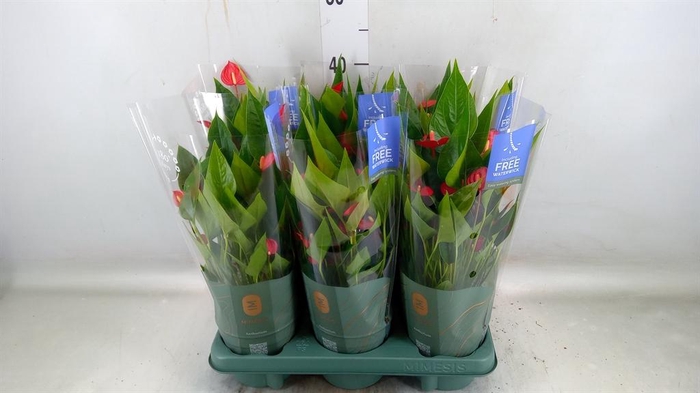 <h4>Anthurium andr. 'Mill Flowers Red'</h4>