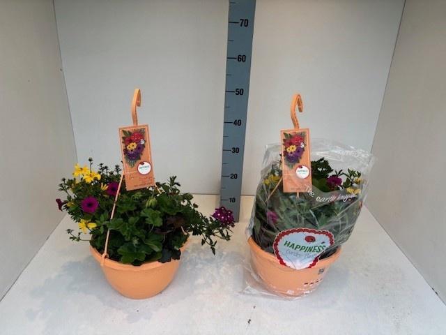 <h4>PERKPL GEM IN POT</h4>