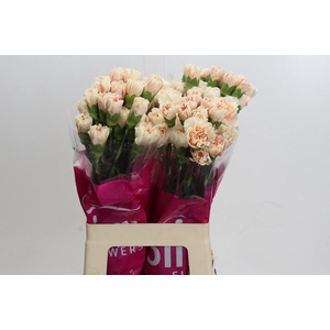 Dianthus St Apple Tea