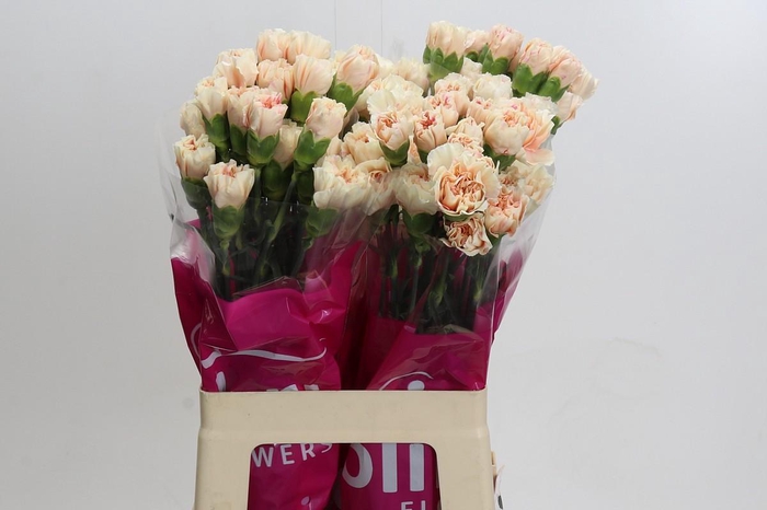 <h4>Dianthus St Apple Tea</h4>