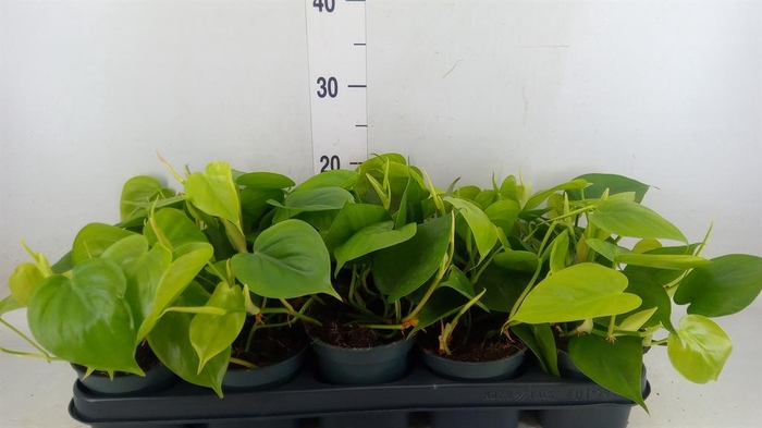 <h4>Philodendron scand.</h4>