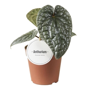 Anthurium   ...
