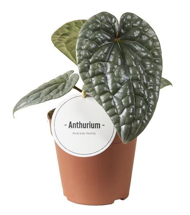 <h4>Anthurium   ...</h4>