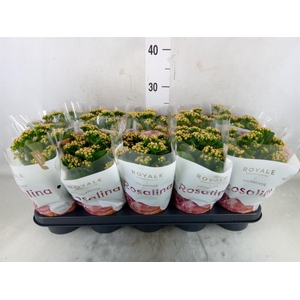 Kalanchoe blos. 'RosDon Nando'