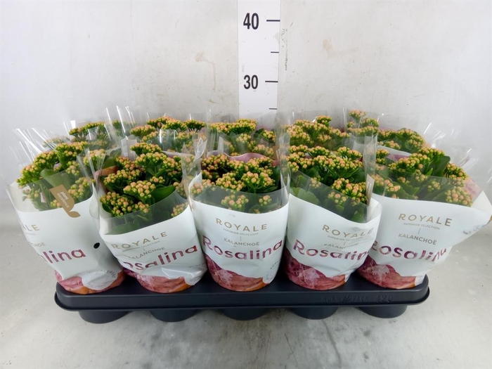 <h4>Kalanchoe blos. 'RosDon Nando'</h4>