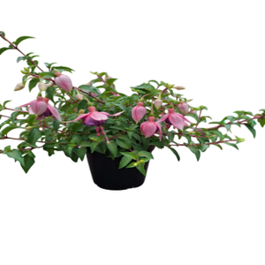 Fuchsia overig