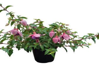 <h4>Fuchsia overig</h4>