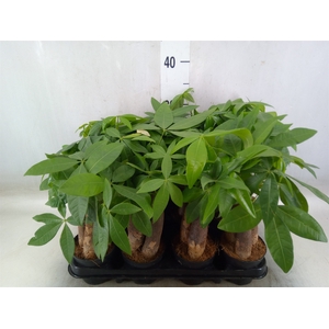 Pachira aquatica