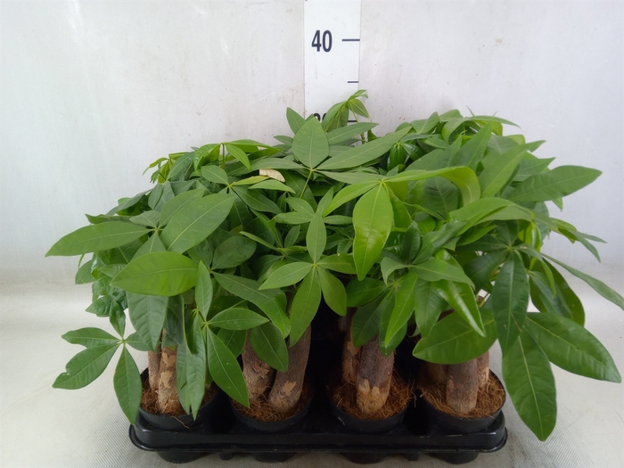 <h4>Pachira aquatica</h4>