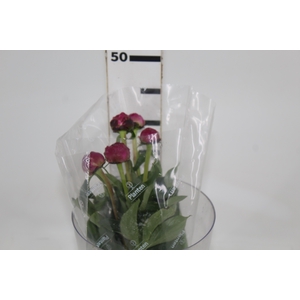 PEONIA PINK