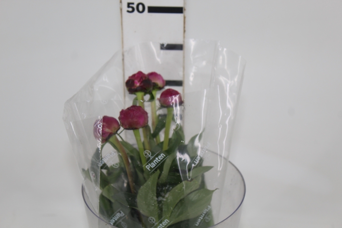 <h4>PEONIA PINK</h4>