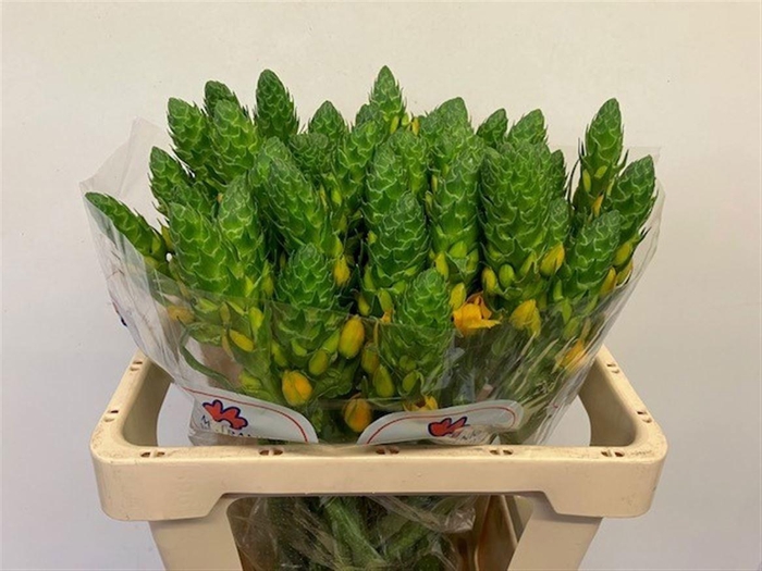 <h4>Ornit Db Gold Star</h4>