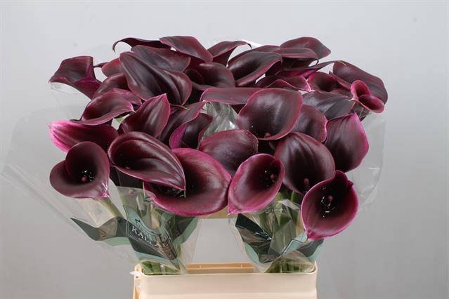 <h4>Calla Cantor Kallaland</h4>
