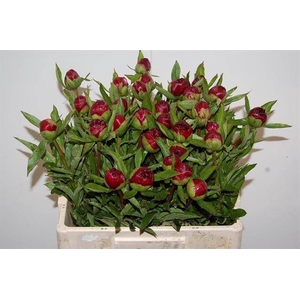 PAEO M HAPPY RETURNS