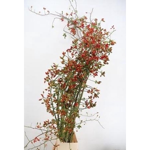 ROSA ZAFFIRO 250CM