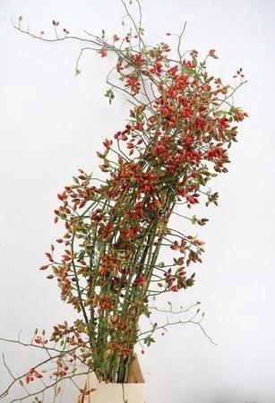 <h4>ROSA ZAFFIRO 250CM</h4>