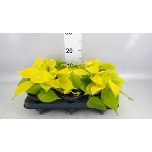Philodendron scand. 'Lemon Lime'