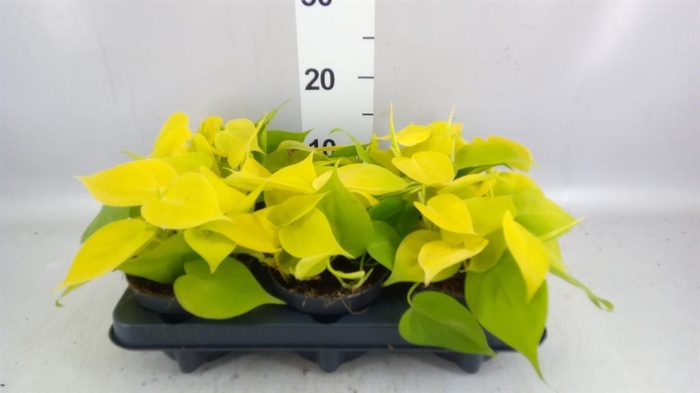 <h4>Philodendron scand. 'Lemon Lime'</h4>