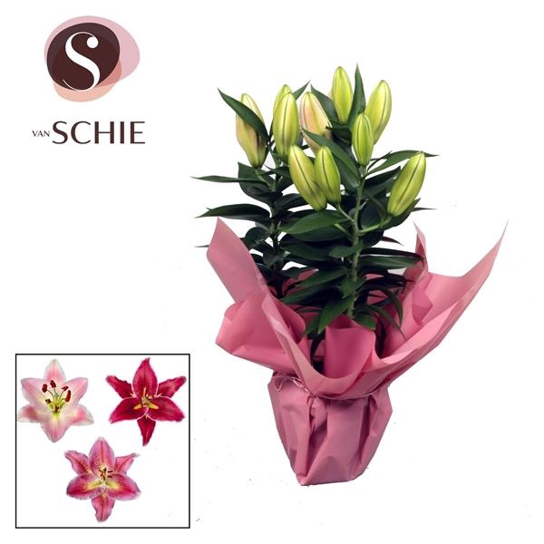 <h4>Lilium Oriental Grp gemengd</h4>