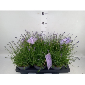 Lavandula angus. 'Essence Pure'