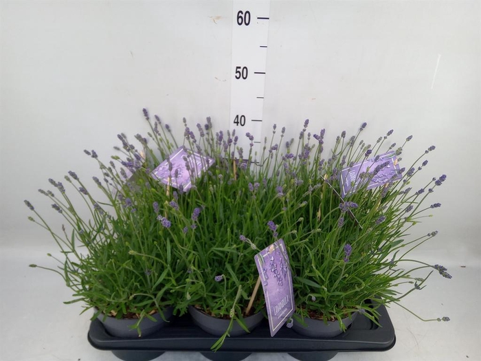 <h4>Lavandula angus. 'Essence Pure'</h4>