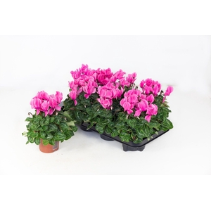 Cyclaam Super Serie Allure Roze