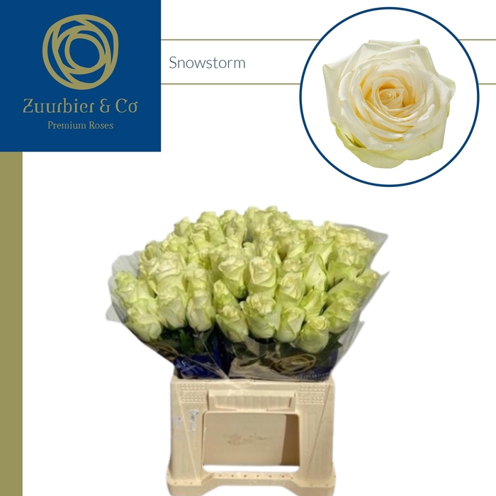 <h4>R GR SNOWSTORM+ 40</h4>