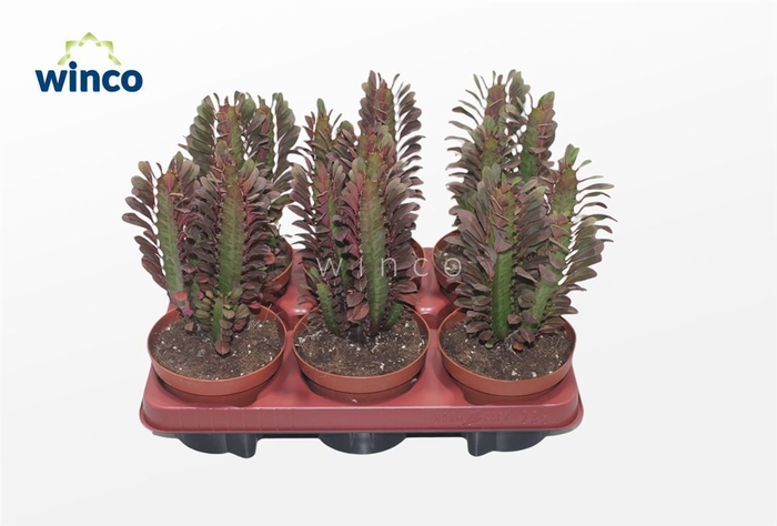 <h4>Euphorbia Trigona Rubra</h4>