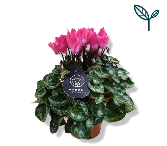 <h4>Cyclamen KL   ...patio</h4>