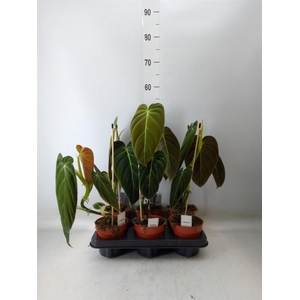 Philodendron melanochrysum