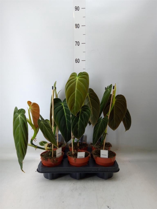 <h4>Philodendron melanochrysum</h4>