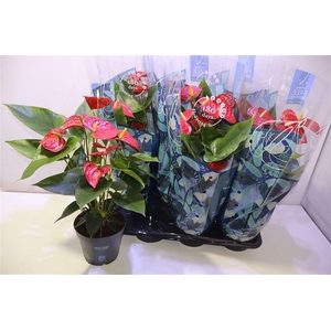 arr8 Anthu An Karma Red