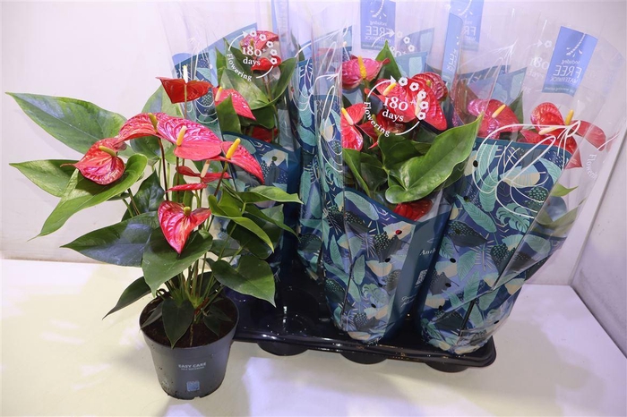 <h4>arr8 Anthu An Karma Red</h4>