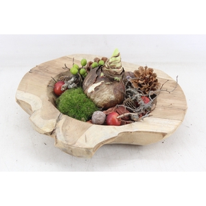 arr4 Amaryllis MB - Teak schaal L x2 RED