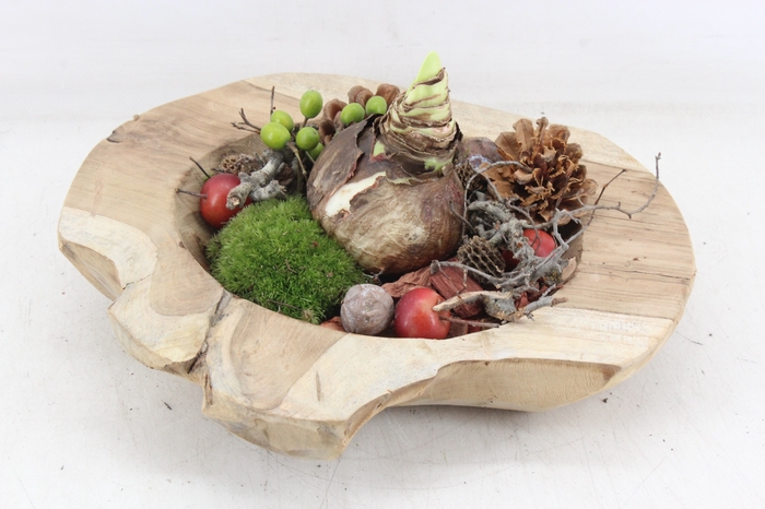 <h4>arr4 Amaryllis MB - Teak schaal L x2 RED</h4>