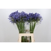 Agapanthus Blue Heaven