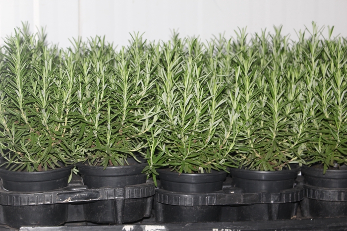 <h4>ALECRIM P15</h4>