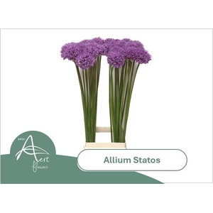 ALLIUM STATOS