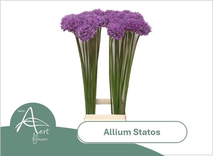 <h4>ALLIUM STATOS</h4>
