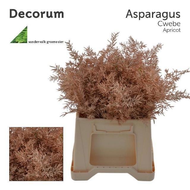 <h4>ASP DE CWEBE KLB H%</h4>