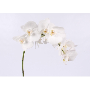 PHAL PAISLEY BLOEM 25 bloemen