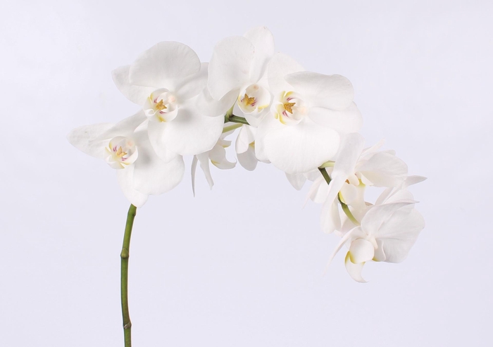 <h4>PHAL PAISLEY BLOEM 45 bloemen, 4 takken</h4>