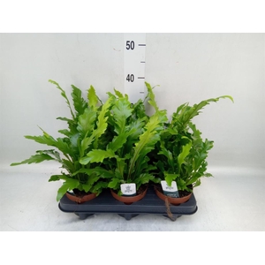 Asplenium nidus 'Campio'