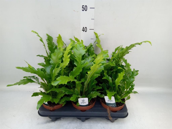 <h4>Asplenium nidus 'Campio'</h4>