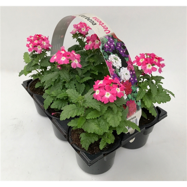 <h4>Verbena roze 6p</h4>